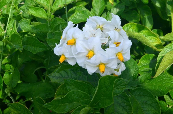 Αγρός Της Πατάτας Ανθίζει Καλοκαίρι Λευκά Άνθη Ανθίζει Χωράφια Πατάτας — Φωτογραφία Αρχείου