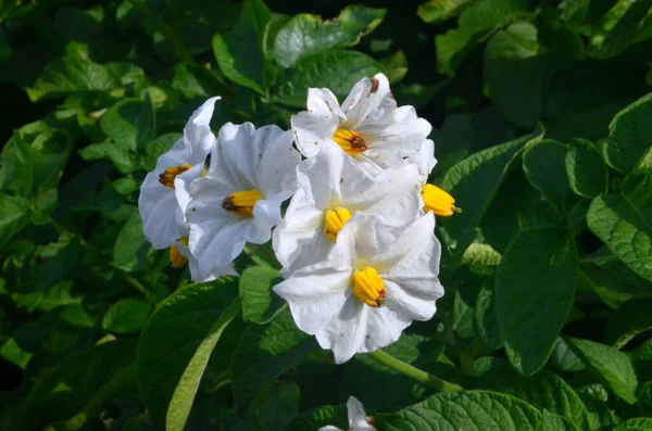 Αγρός Της Πατάτας Ανθίζει Καλοκαίρι Λευκά Άνθη Ανθίζει Χωράφια Πατάτας — Φωτογραφία Αρχείου