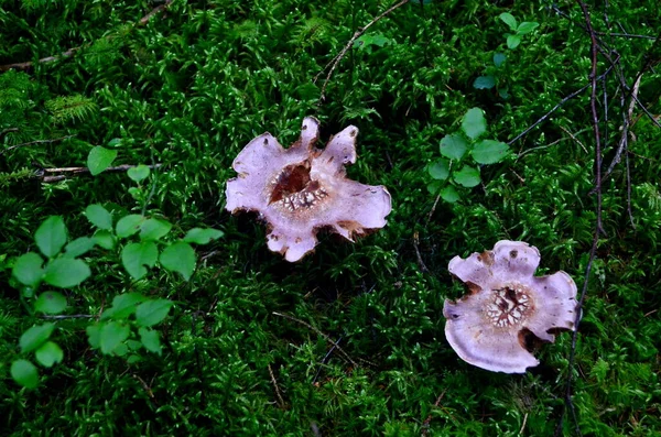 Oude Herfstpaddenstoelen Groeien Het Bos Beschadigde Paddenstoelen — Stockfoto