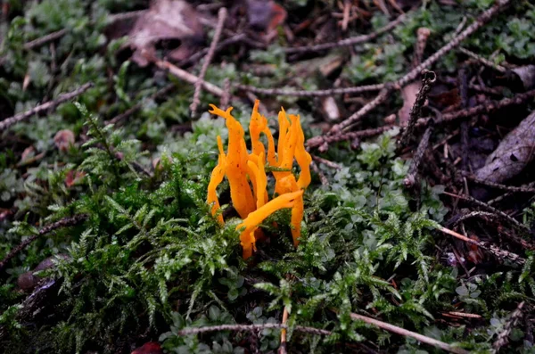 秋天森林中的黄色可食珊瑚蘑菇 黄花蘑菇 — 图库照片
