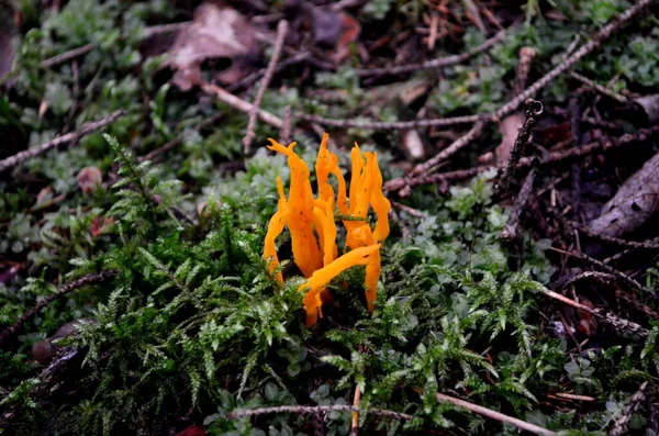 秋天森林中的黄色可食珊瑚蘑菇 黄花蘑菇 — 图库照片