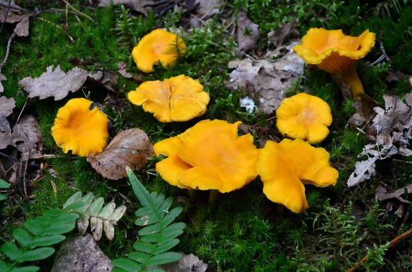 森林中的野生金黄色长春花 可食用的秋天蘑菇 — 图库照片