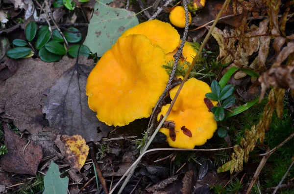 森林中的野生金黄色长春花 可食用的秋天蘑菇 — 图库照片