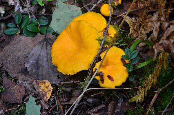 Vadon Termő Arany Chanterelle Gomba Erdőben Ehető Őszi Gomba — Stock Fotó