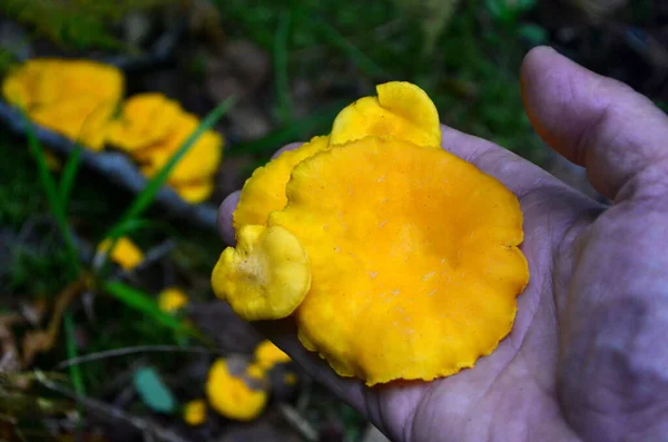 황금색의 버섯들 배경이 흐릿하게 보이는 버섯들 — 스톡 사진