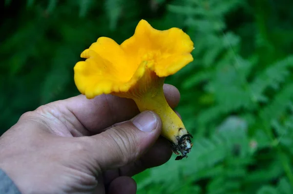 Geel Gouden Chanterelle Champignons Handen Bos Wazig Achtergrond — Stockfoto