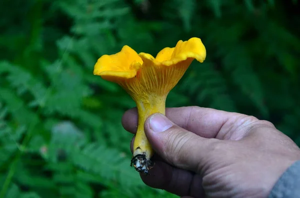 Geel Gouden Chanterelle Champignons Handen Bos Wazig Achtergrond — Stockfoto