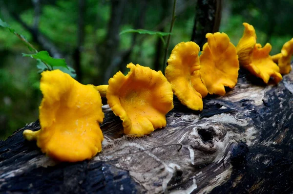 Cogumelos Chanterelle Dourados Amarelos Tronco Árvore Cogumelos Outono Comestíveis Fundo — Fotografia de Stock