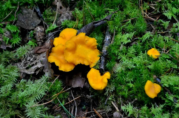 Vadon Termő Arany Chanterelle Gomba Erdőben Ehető Őszi Gomba — Stock Fotó