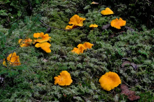 Wilde Goldene Pfifferlinge Wald Essbare Herbstpilze — Stockfoto