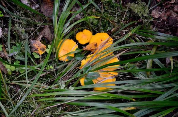 Wilde Gouden Chanterelle Paddestoelen Het Bos Eetbare Herfst Paddestoelen — Stockfoto