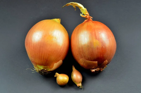 Duas Grandes Cebolas Doces Duas Pequenas Cebolas Fundo Cinza Cebola — Fotografia de Stock