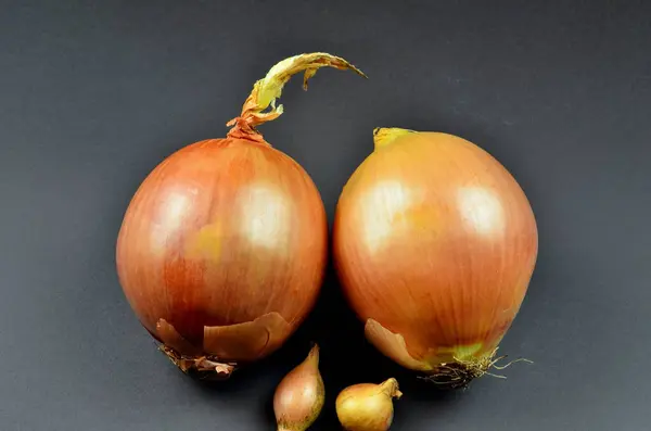 Dos Cebollas Dulces Grandes Dos Cebollas Pequeñas Sobre Fondo Gris —  Fotos de Stock