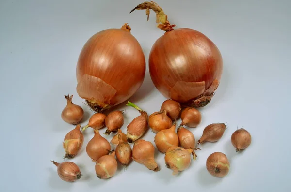 Duas Grandes Cebolas Doces Muitas Cebolas Pequenas Fundo Branco Cebola — Fotografia de Stock