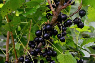 Bahçedeki dalda kuşüzümü, dalda kuşüzümü hasadı.