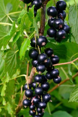 Bahçedeki dalda kuşüzümü, dalda kuşüzümü hasadı.