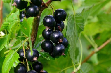Bahçedeki dalda kuşüzümü, dalda kuşüzümü hasadı.