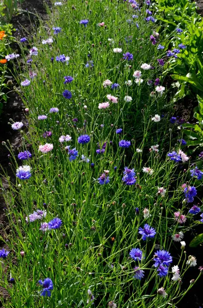 Πολύχρωμα Λουλούδια Cornflower Μεγαλώνουν Στον Καλοκαιρινό Κήπο — Φωτογραφία Αρχείου