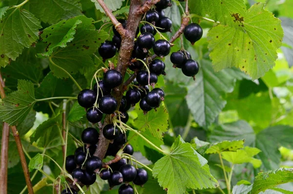 Bahçedeki dalda kuşüzümü, dalda kuşüzümü hasadı.