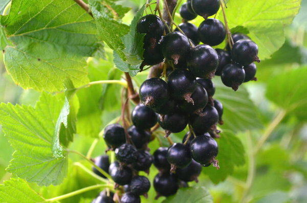 Blackcurrants on the branch in the garden, harvest of blackcurrants on the branch