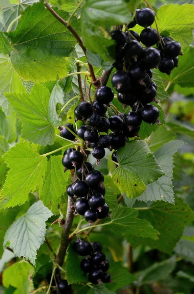 Cassis Sur Branche Dans Jardin Récolte Cassis Sur Branche — Photo