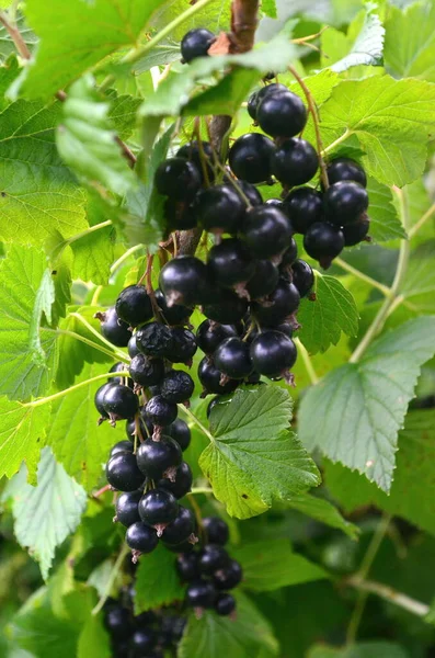 Bahçedeki dalda kuşüzümü, dalda kuşüzümü hasadı.
