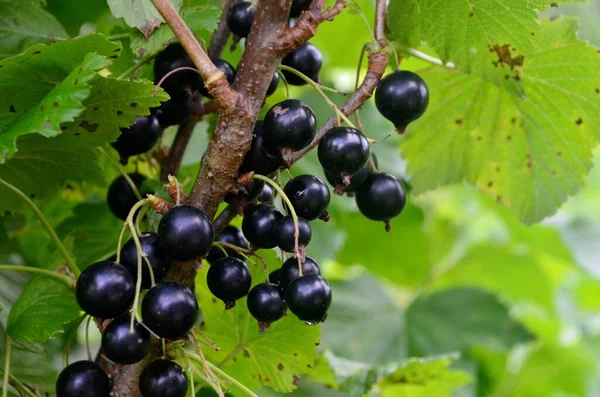 Bahçedeki dalda kuşüzümü, dalda kuşüzümü hasadı.