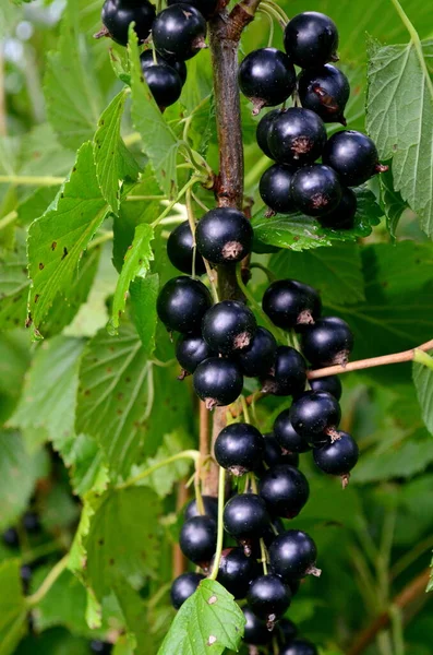 Bahçedeki dalda kuşüzümü, dalda kuşüzümü hasadı.