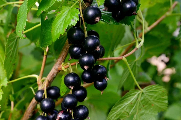 Bahçedeki dalda kuşüzümü, dalda kuşüzümü hasadı.