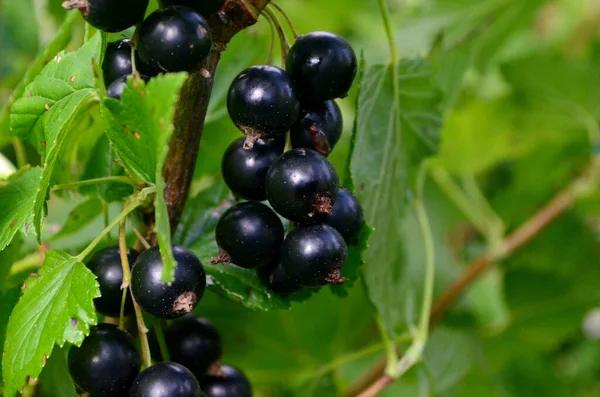 Bahçedeki dalda kuşüzümü, dalda kuşüzümü hasadı.