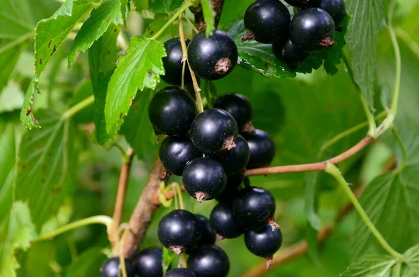 Blackcurrants Pada Cabang Kebun Panen Blackcurrants Pada Cabang — Stok Foto