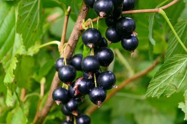 Bahçedeki dalda kuşüzümü, dalda kuşüzümü hasadı.