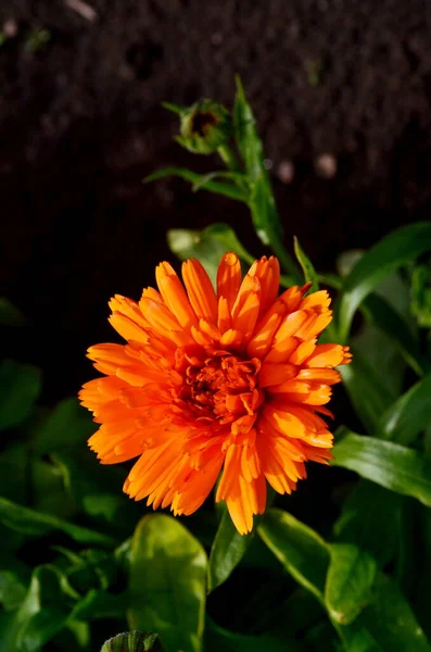 Narancs Cserepes Marigold Calendula Officinalis Virág Kertben — Stock Fotó