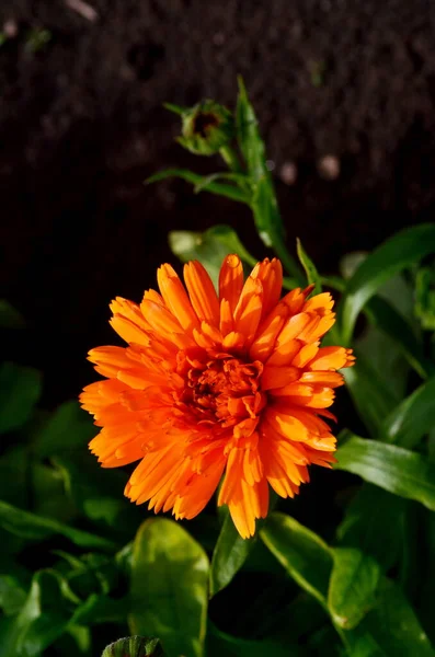 정원에 오렌지 항아리 Calendula Officinalis — 스톡 사진