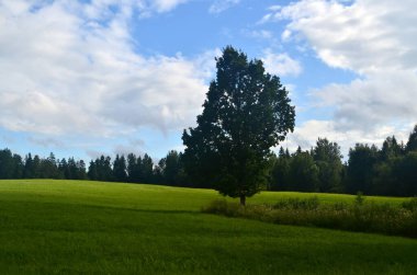 Yaz boyunca kara fırtına bulutları, Letonya 'nın ön planında ağaçlar ve çayırlar olan manzara. Düşük bulutlar