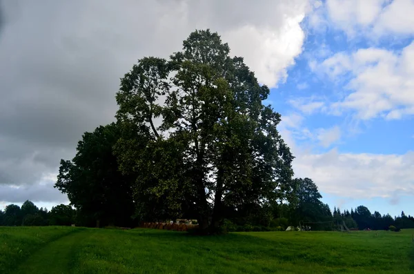 夏の間の黒い嵐の雲 ラトビアの前景に木や牧草地がある風景 — ストック写真