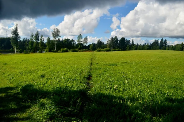 Czarne Chmury Burzowe Latem Krajobraz Drzewami Łąkami Pierwszym Planie Łotwie — Zdjęcie stockowe