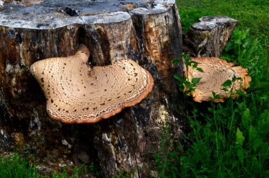 Dryad 'ın eski bir tahta kütüğün üzerindeki eyer mantarı. Polyporus Squamosus veya Sülün 'ün sırt mantarı. Genellikle büyük ya da büyük kümeler halinde ölü ve canlı yapraklı ağaçlarda yetişir.