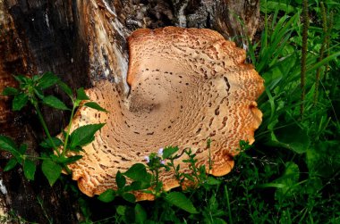 Dryad 'ın eski bir tahta kütüğün üzerindeki eyer mantarı. Polyporus Squamosus veya Sülün 'ün sırt mantarı. Genellikle büyük ya da büyük kümeler halinde ölü ve canlı yapraklı ağaçlarda yetişir.