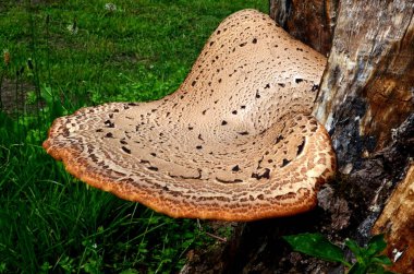 Dryad 'ın eski bir tahta kütüğün üzerindeki eyer mantarı. Polyporus Squamosus veya Sülün 'ün sırt mantarı. Genellikle büyük ya da büyük kümeler halinde ölü ve canlı yapraklı ağaçlarda yetişir.