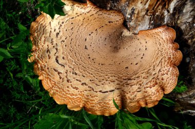 Dryad 'ın eski bir tahta kütüğün üzerindeki eyer mantarı. Polyporus Squamosus veya Sülün 'ün sırt mantarı. Genellikle büyük ya da büyük kümeler halinde ölü ve canlı yapraklı ağaçlarda yetişir.