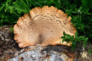 Dryad 'ın eski bir tahta kütüğün üzerindeki eyer mantarı. Polyporus Squamosus veya Sülün 'ün sırt mantarı. Genellikle büyük ya da büyük kümeler halinde ölü ve canlı yapraklı ağaçlarda yetişir.