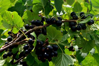 Bahçedeki dalda kuşüzümü, dalda kuşüzümü hasadı. Bahçedeki çalılıkta siyah frenk üzümü..