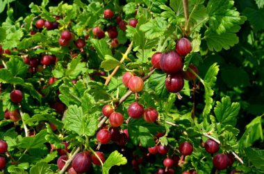 Bahçedeki bektaşi üzümü dalında taze kırmızı bektaşi üzümü..