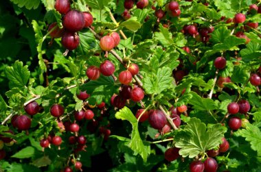 Bahçedeki bektaşi üzümü dalında taze kırmızı bektaşi üzümü..