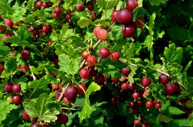 Bahçedeki bektaşi üzümü dalında taze kırmızı bektaşi üzümü..