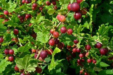 Bahçedeki bektaşi üzümü dalında taze kırmızı bektaşi üzümü..