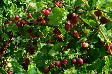 Bahçedeki bektaşi üzümü dalında taze kırmızı bektaşi üzümü..
