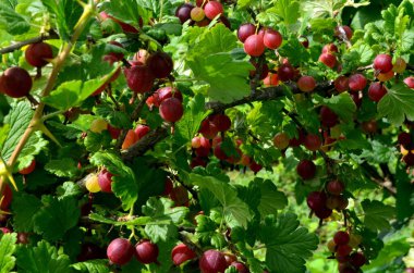 Bahçedeki bektaşi üzümü dalında taze kırmızı bektaşi üzümü..