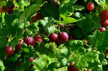 Bahçedeki bektaşi üzümü dalında taze kırmızı bektaşi üzümü..